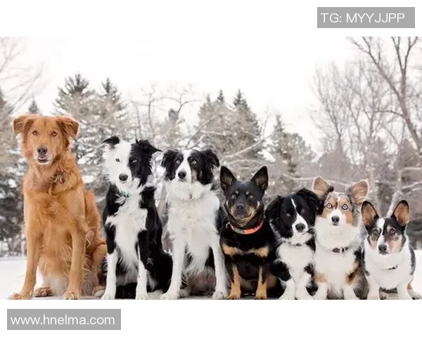 墨西哥与威尔士精彩对决录像回放全程回顾与分析